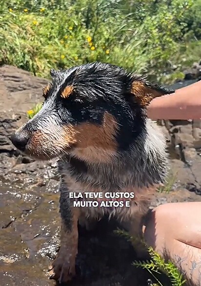 A cachorrinha foi batizada como Molly.