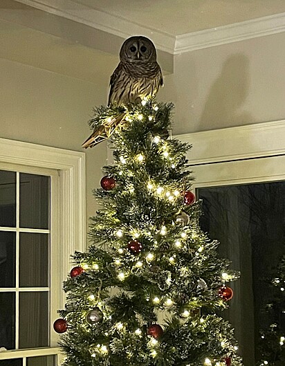 A coruja foi encontrada no topo da árvore de Natal.