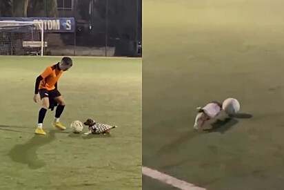 Jovem chama cachorrinho para jogar, mas se dá mal quando percebe que cachorrinho jogava melhor do que ele