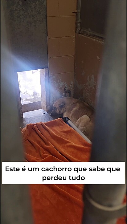 O cachorro achava que estava tudo perdido.