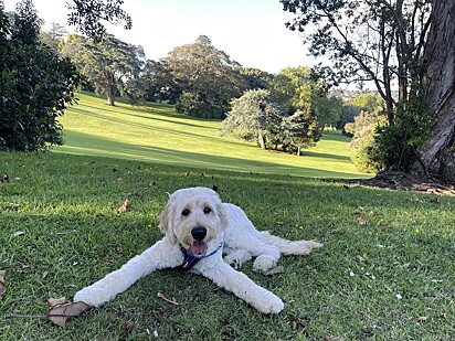 Toby ama passeios no parque.