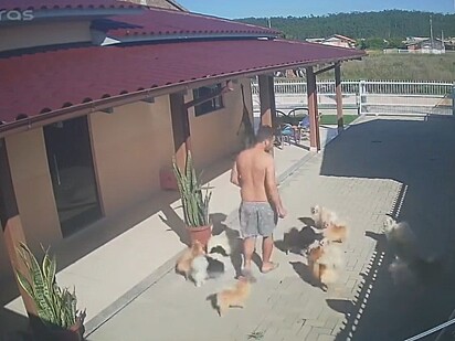 O rapaz distribuíndo petiscos para os cães.