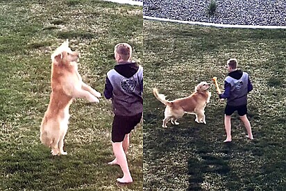 Vizinho pede para brincar com cão golden da família.