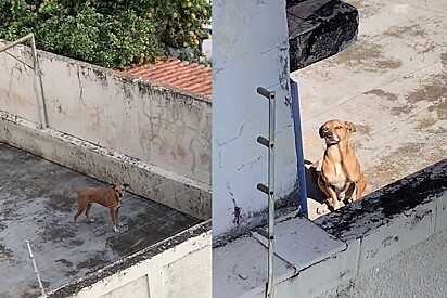 Jovem toma coragem e bate na porta de vizinho para falar sobre seu cachorro caramelo