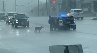 O policial resgatou o pastor alemão.