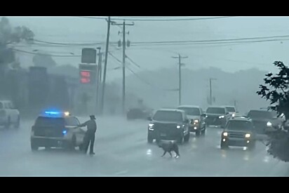 Durante chuva forte, oficial toma atitude singela ao se deparar com animal sozinho na estrada