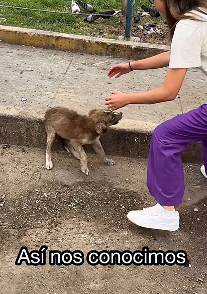 Salva foi encontrada revirando o lixo em busca de comida.