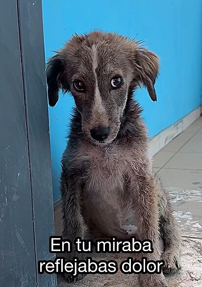 A cachorrinha estava muito arisca.