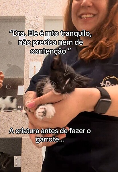 Milena acreditava que o gatinho era muito tranquilo.