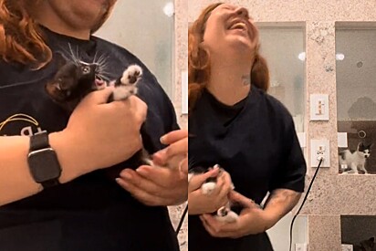 Em clínica, gatinho faz veterinária rir com sua tática para evitar procedimento médico.