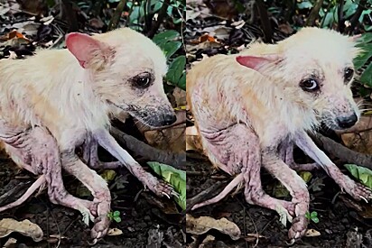 Após ser vítima de humanos nada gentis, cachorrinha recebe amor e revela sua verdadeira beleza.