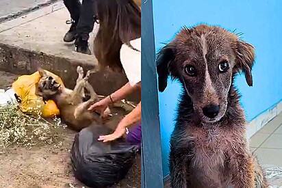 Gritando de medo, cachorrinha se assusta ao ser resgatada, mas sua evolução e perda da timidez emociona.