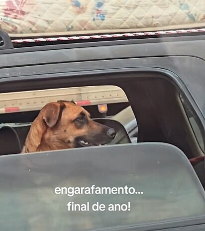 O cachorro estava atento, esperando o próximo alvo. 