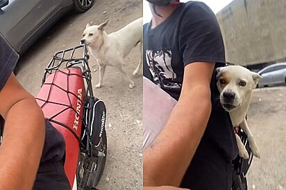 Motoqueiro tenta ser simpático com cachorro - e foi isso o que ele recebeu em troca