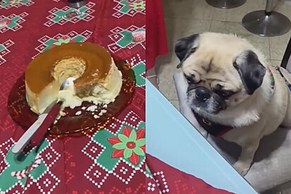 Conheça Aroldo, o cão pug que jura que não comeu pudim da mesa e foi inocentado por falta de provas