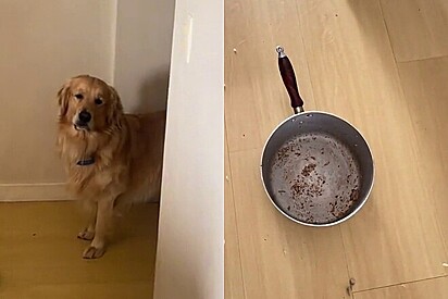 Almoço some misteriosamente e golden retriever se torna o principal suspeito