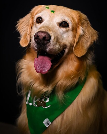 Zee é um golden retriever cheio de personalidade.