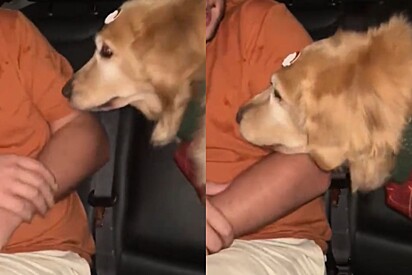 Cachorro golden usa método infalível para recuperar seu lugar no carro.