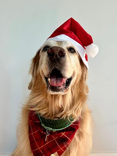Zee, um golden retriever de nove anos.