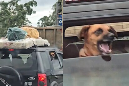 Cão caramelo não relaxa nas férias e é flagrado tentando abocanhar motos durante engarrafamento de fim de ano.