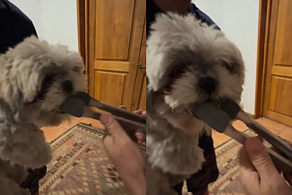 Homem busca pinça ao ver o que seu cão Shih-tzu tinha na boca, mas esposa mostra como resolver 