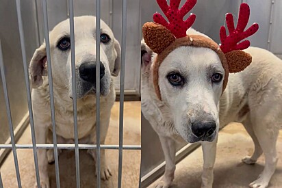 O cão é surdo e muitos adotantes não se interessam por animais especiais.