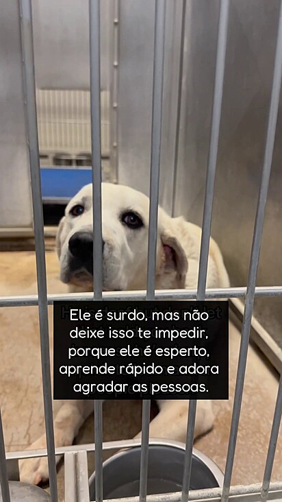 O cão segue na fila de adoção.