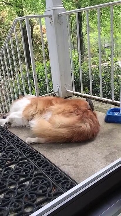 O cão nem se mexeu enquanto seu amigo coletava os materiais.