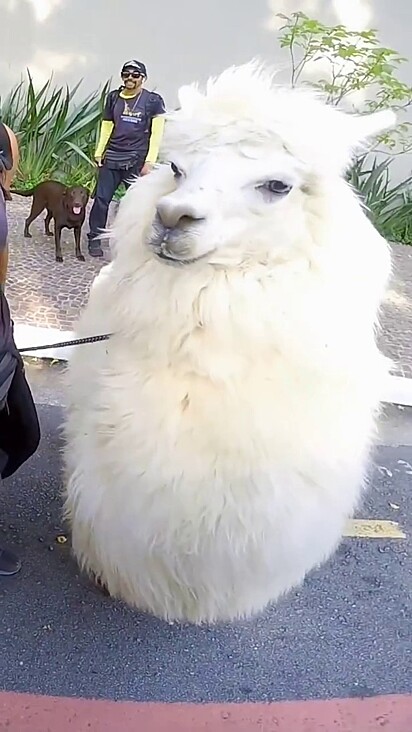 A alpaca quando criada com humanos não cospe com frequência.