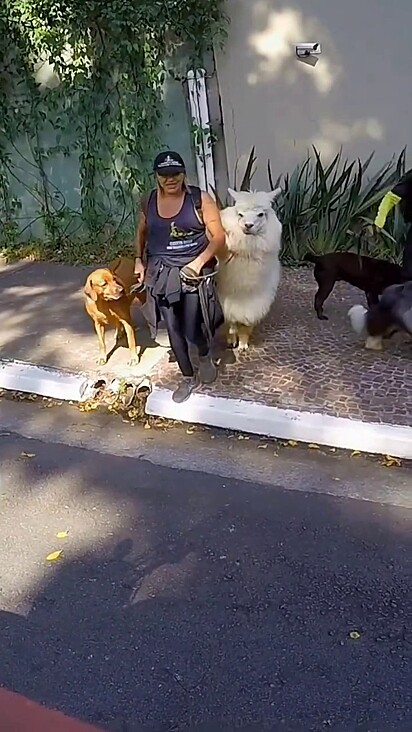 Otto convive bem com os cães.