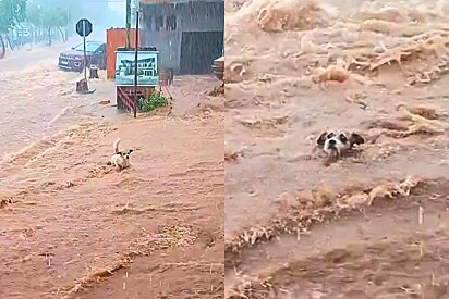 Ao ver cachorrinho sendo arrastado pela correnteza moradores começam corrida contra o tempo