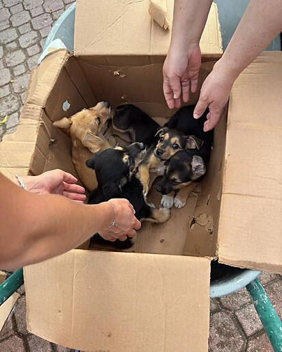 Dentro das caixas havia uma ninhada de filhotes de aproximadamente oito semanas.