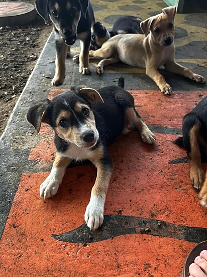 Muitos serão adotados na própria ilha ou enviados para parceiros de resgate no exterior.