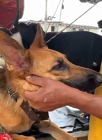 Rocky adota todos os cães abandonados que encontra na rua.