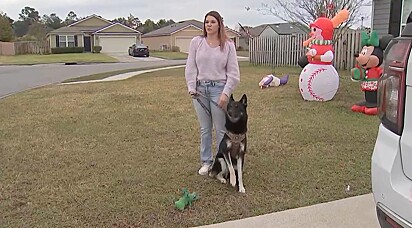 A cachorrinha retornou sozinha para casa na madrugada do dia 24 de dezembro.