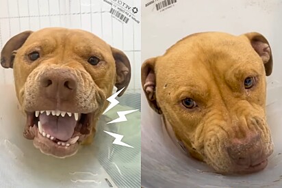 Cão Pitbull que rosnava para todos se transforma ao receber amor pela primeira vez