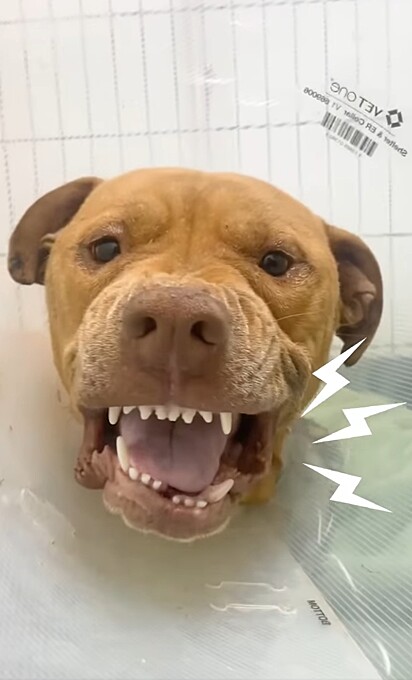 O pitbull rosnando e mostrando os dentes. “Ele estava me dizendo para dar o fora