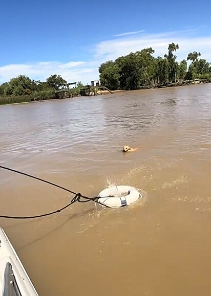 Cão à deriva no rio é resgatado por amigos durante passeio de barco.