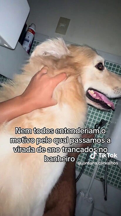 O golden parecia ansioso no banheiro.