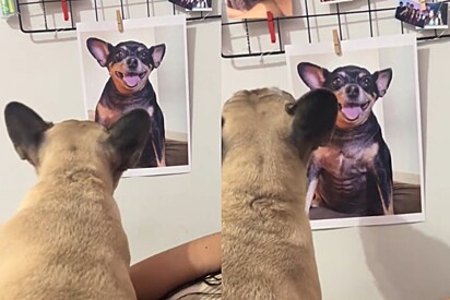 Foto de cachorrinha que partiu é colocada na parede, e reação de outra pet emociona tutora