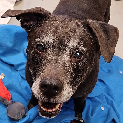 Cão idoso retorna ao abrigo após falecimento do dono e espera na porta chorando baixinho.