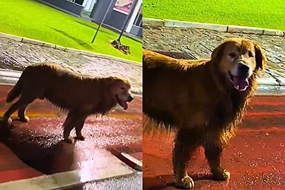 De férias em BC, mulher encontra golden retriever perdido pela cidade, até que história termina da melhor forma.