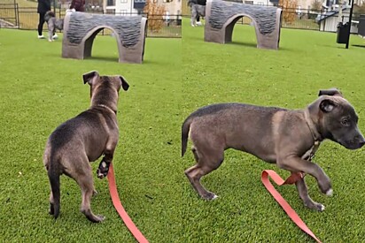 Cachorrinho filhote estava animado para ir ao parque, até ele ver os cachorros grandes.