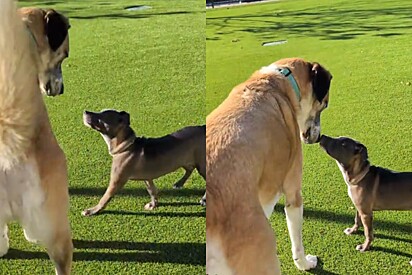 Ela fez amizade com os cães grandes do parque. 