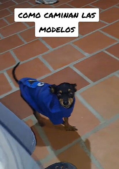 A pinscher arrasa no desfile.