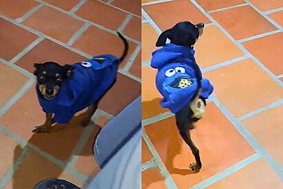 Pinscher ensina exatamente como andam as modelos e vídeo faz todo mundo rir online.