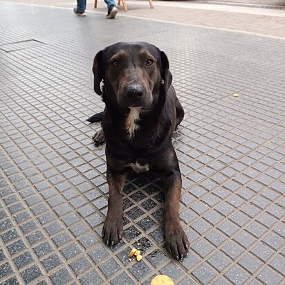 Paquito é um cão comunitário muito amado pela vizinhança.