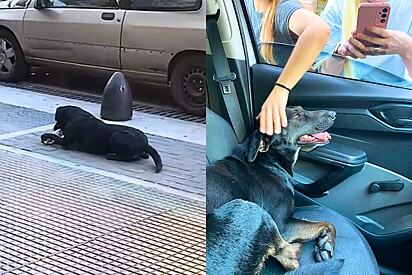 Conheça Paquito, cão comunitário que após ser adotado fez passeio para se despedir dos amigos do bairro.