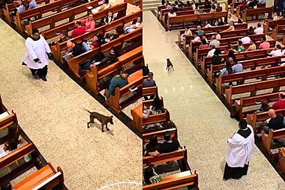 O vira-lata deu um toque especial na celebração.