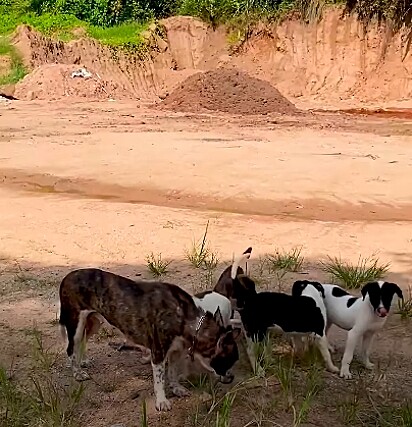 Ela começou a confiar em mim o suficiente para eu dar comida aos filhotes”